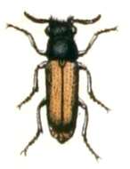 Image of Elateroides