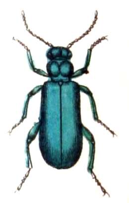 Image of Lytta (Lytta) vesicatoria (Linnaeus 1758)