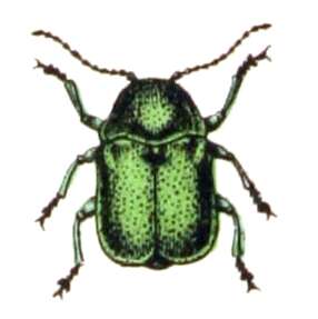 Cryptocephalus resmi