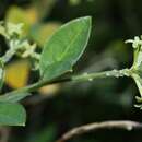 Image of Englerodaphne ovalifolia (Meissn.) Phill.