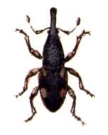 Image of rice weevil