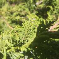 Image of Juniperus monticola subsp. compacta