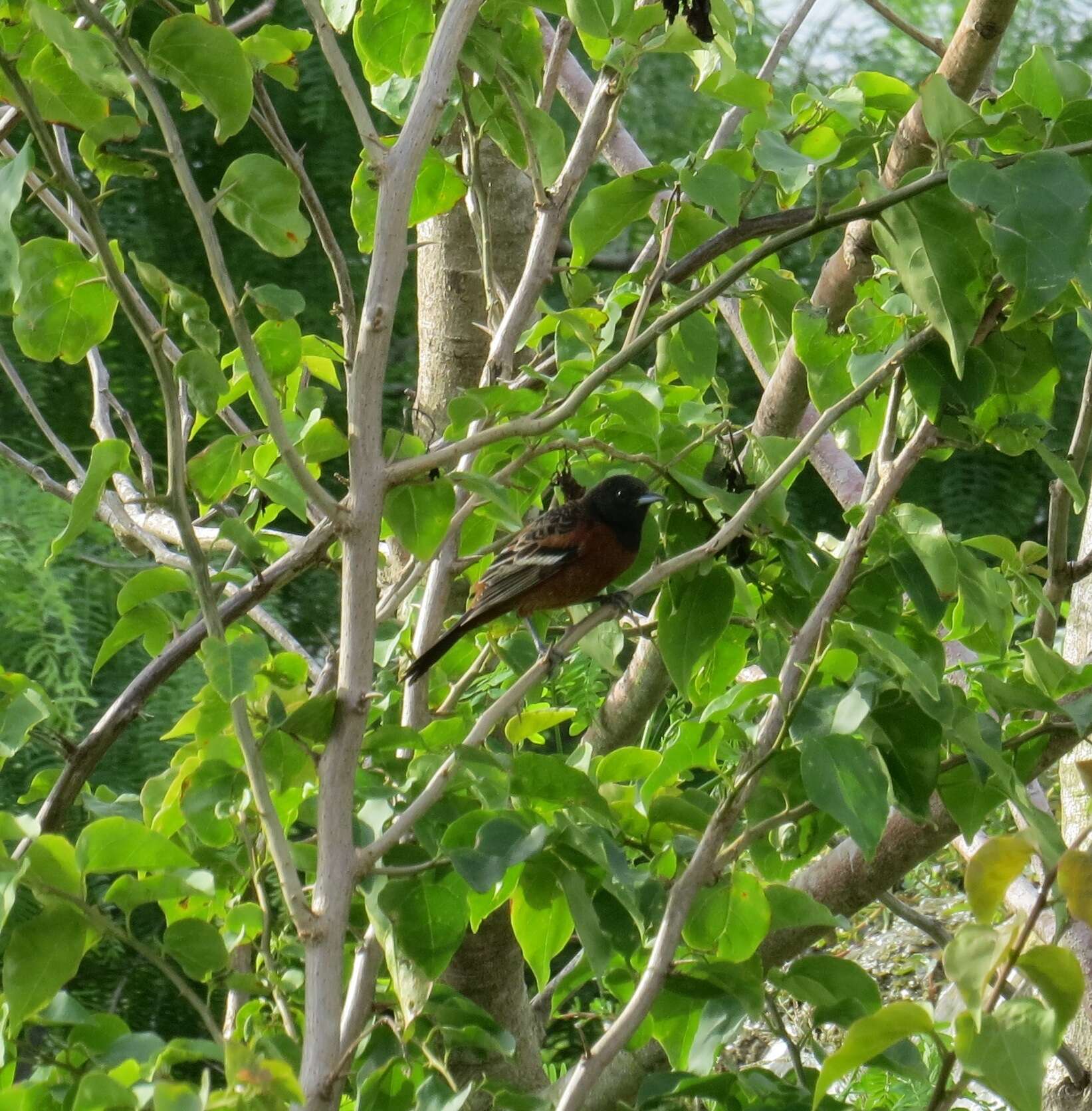 Image of Orchard Oriole