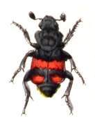 Image of Boreal Carrion Beetle