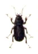 Image de Pterostichus (Argutor) vernalis (Panzer 1796)