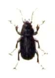 Image de Pterostichus (Argutor) vernalis (Panzer 1796)