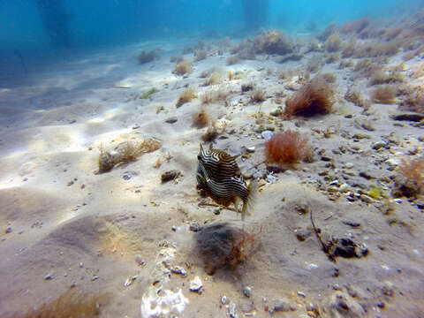 Image of Ornate cowfish