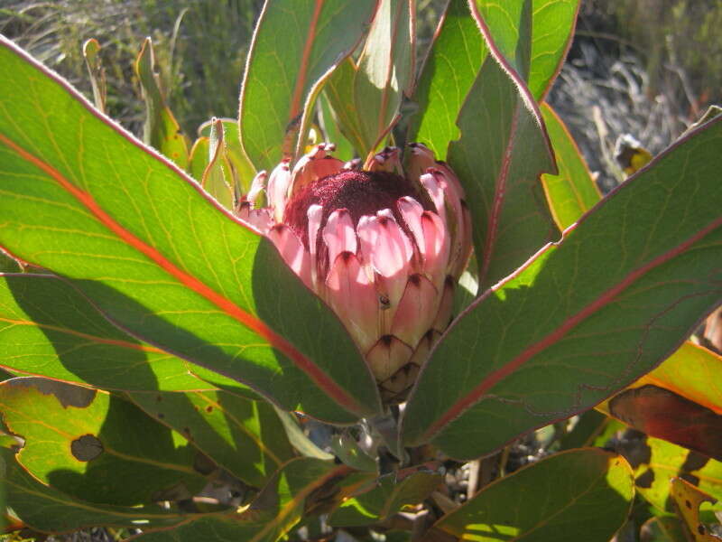 Image of Protea lorifolia (Salisb. ex Knight) Fourc.