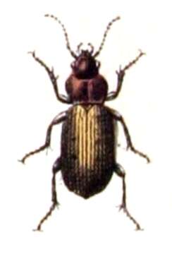 Plancia ëd Poecilus (Poecilus) cupreus (Linnaeus 1758)