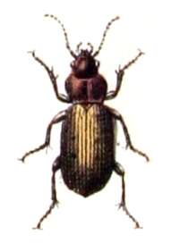 Image of Poecilus (Poecilus) cupreus (Linnaeus 1758)
