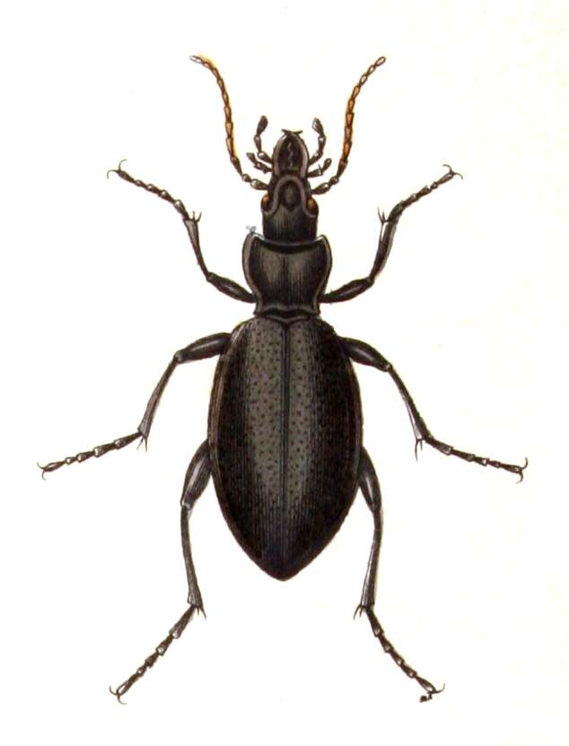 Image of Carabus (Procrustes) coriaceus Linnaeus 1758