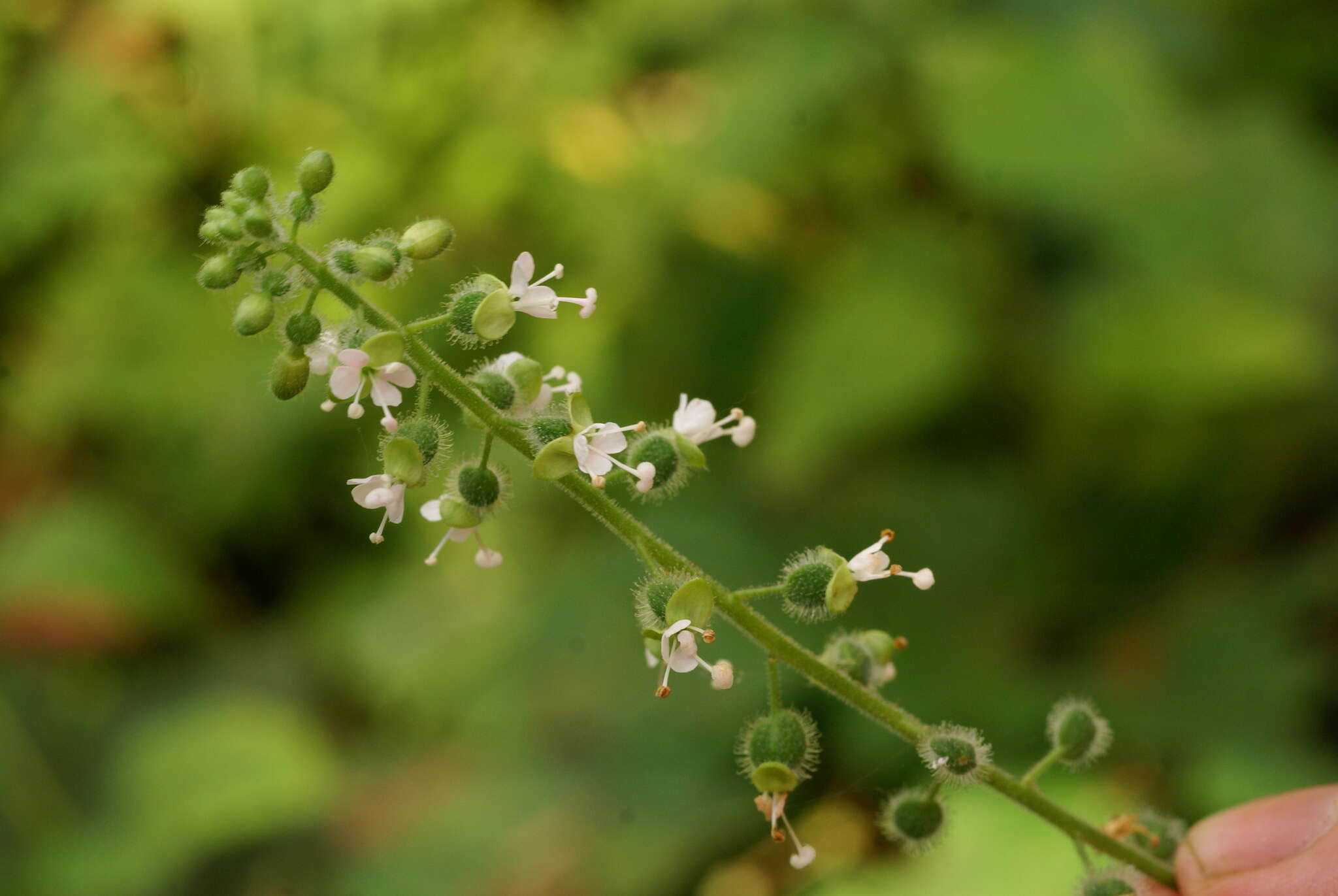 Image of Circaea cordata Royle