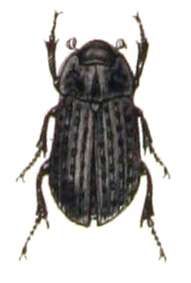 Image of Hide beetle