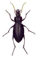 Image of Violet Ground Beetle