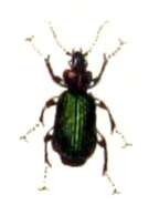 Слика од Lebia (Lamprias) cyanocephala (Linnaeus 1758)
