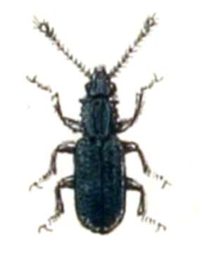 Image of Oryzaephilus