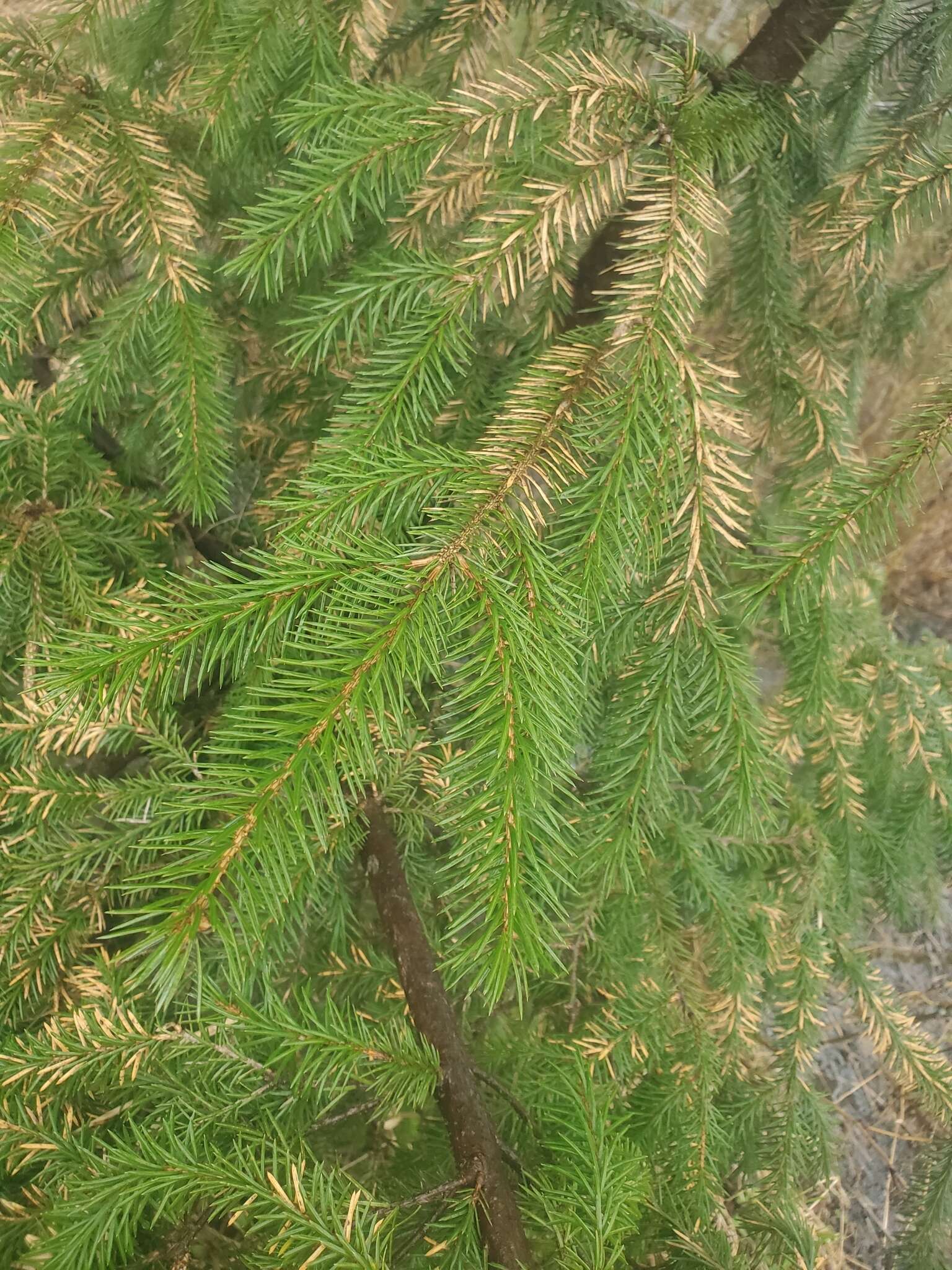 Image de Lirula macrospora (R. Hartig) Darker 1967