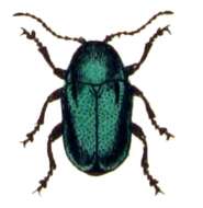 Cryptocephalus resmi