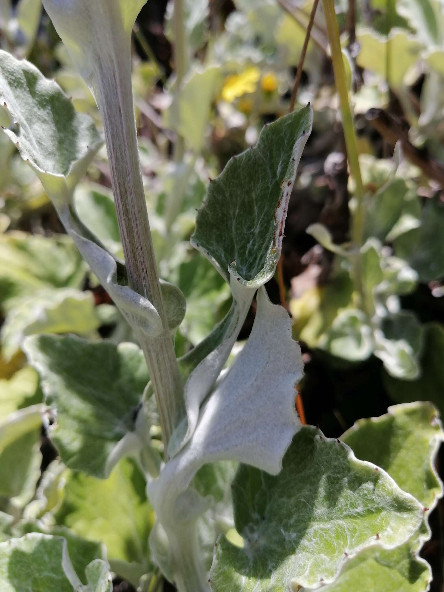 Image of Senecio verbascifolius Burm. fil.