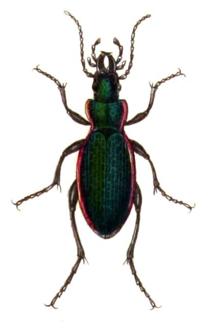 Image of Carabus (Morphocarabus) excellens Fabricius 1798