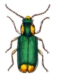 Слика од Malachius bipustulatus