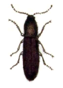 Image of Athous haemorrhoidalis