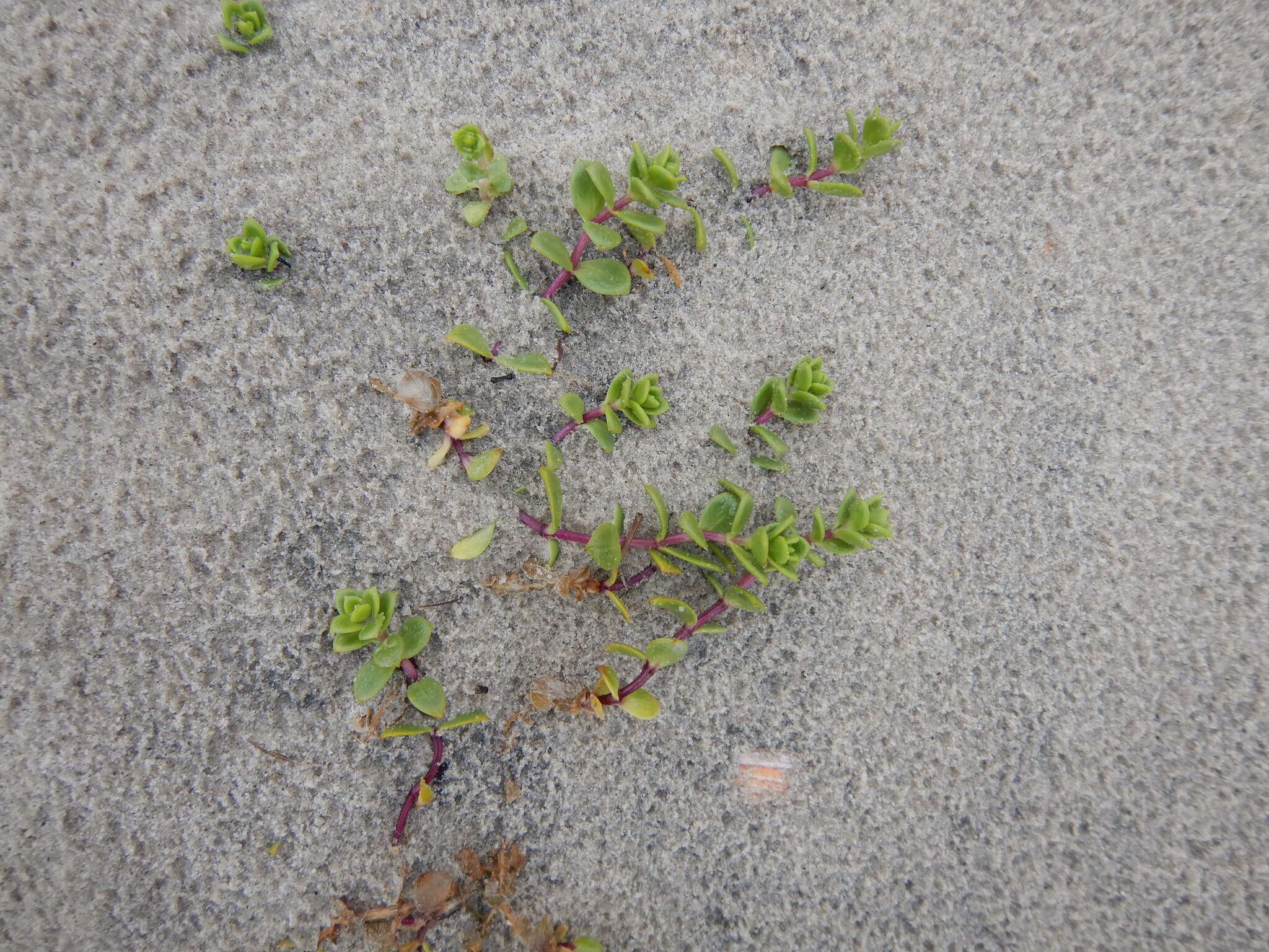 Image of seaside sandplant