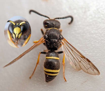 Image of Ancistrocerus trifasciatus (Müller 1776)