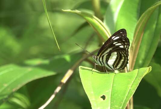 Imagem de <i>Athyma gutama</i>