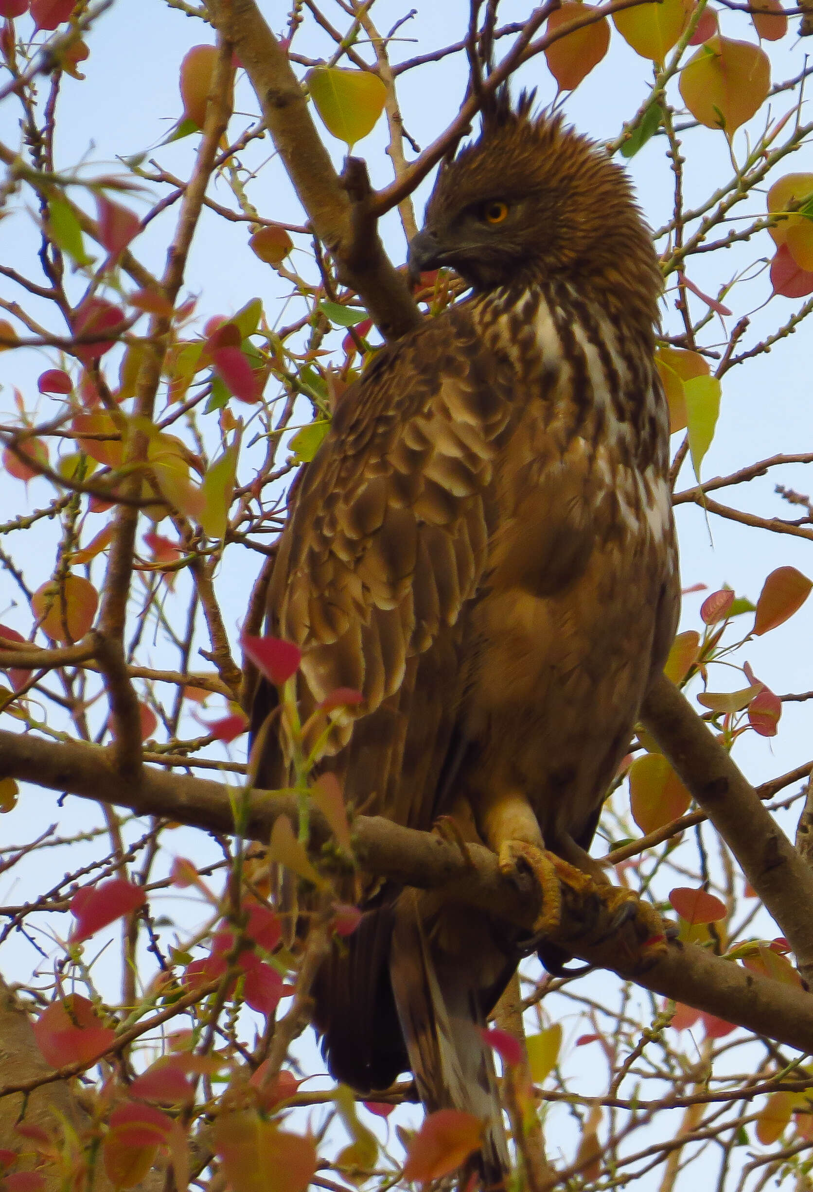 Nisaetus cirrhatus (Gmelin & JF 1788) resmi