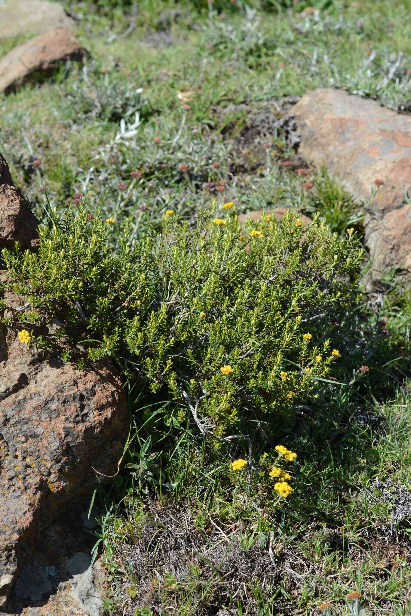 Image de Helichrysum trilineatum DC.