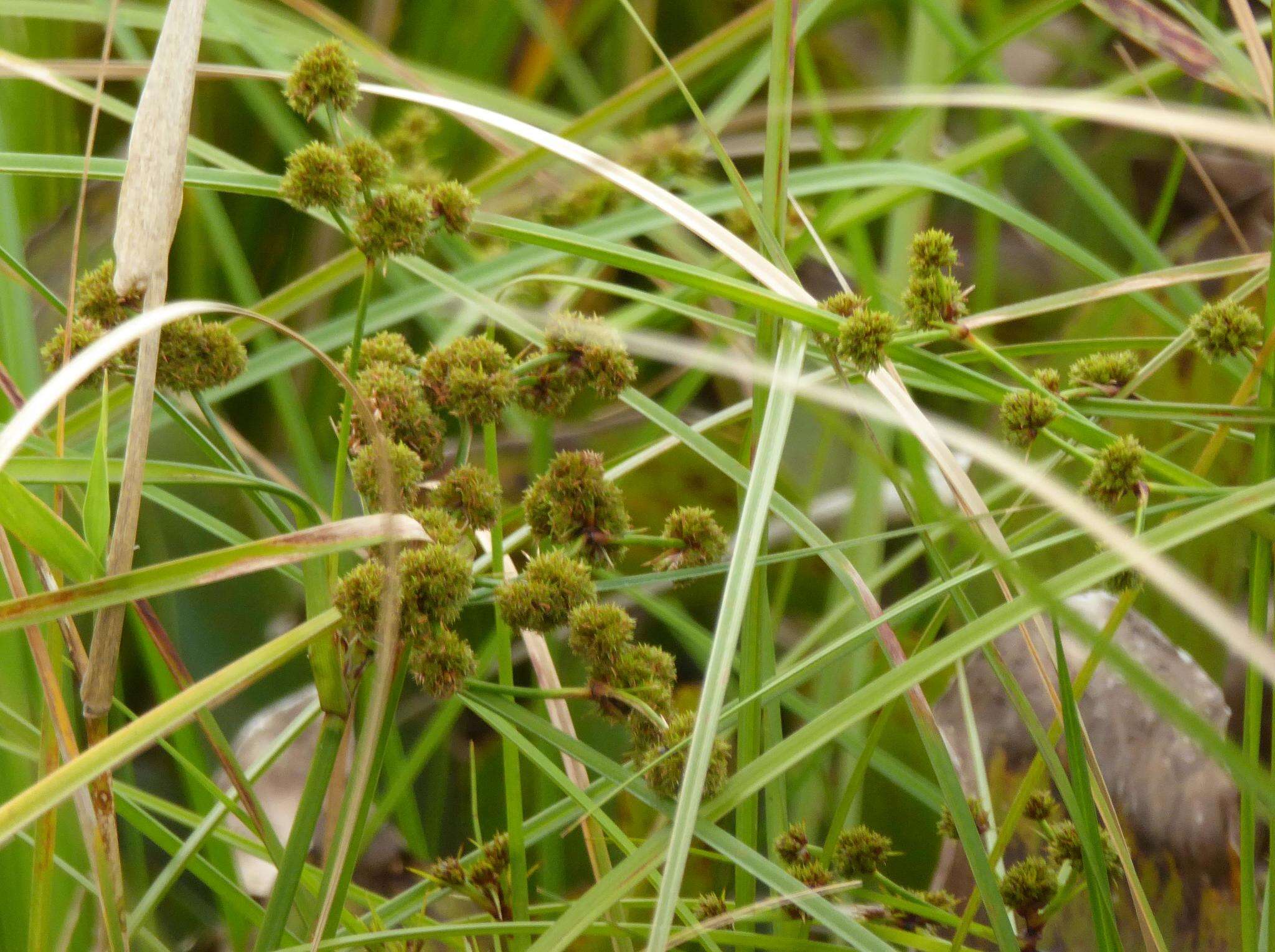 Слика од Cyperus blepharoleptos Steud.