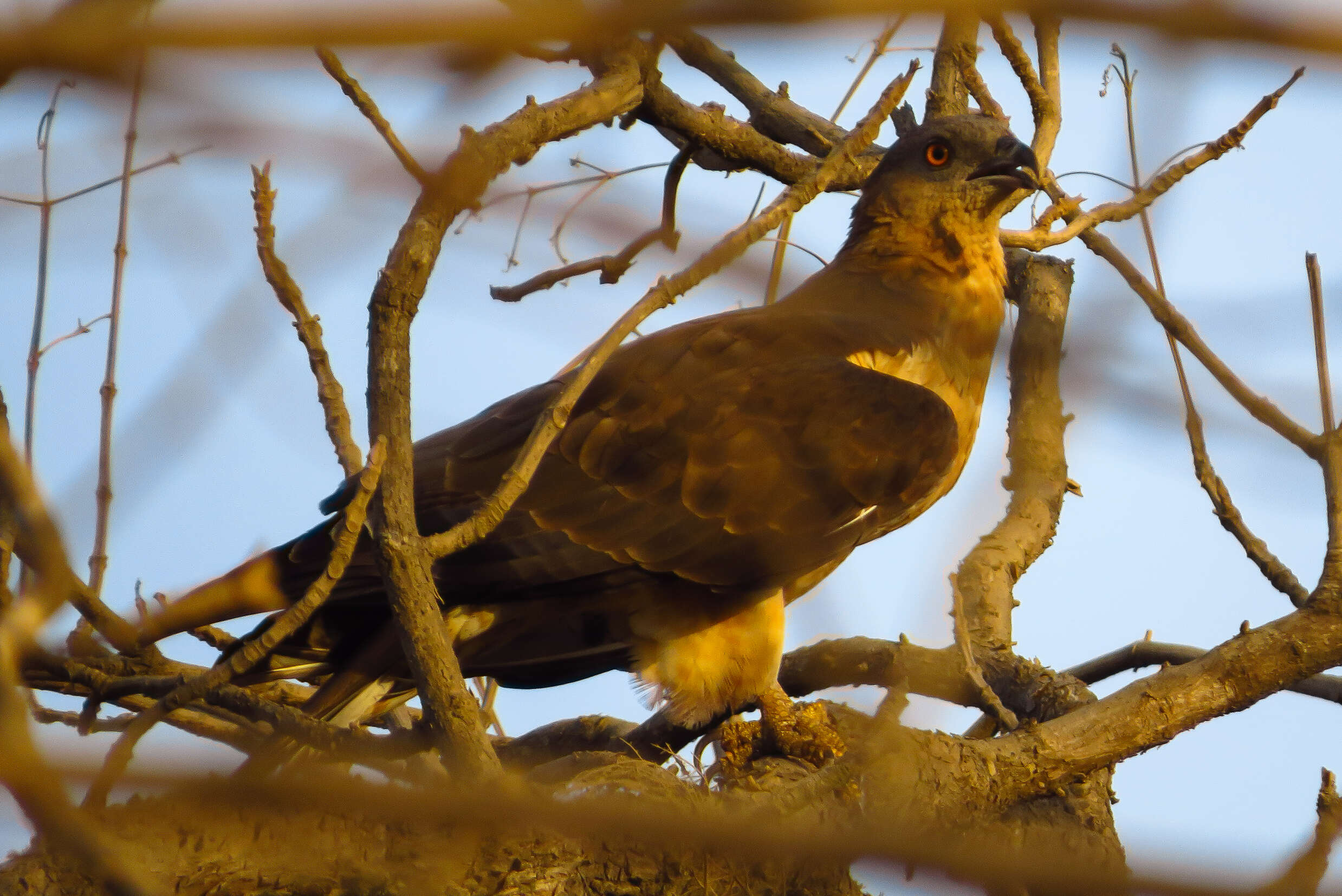 Image of Crested Honey Buzzard