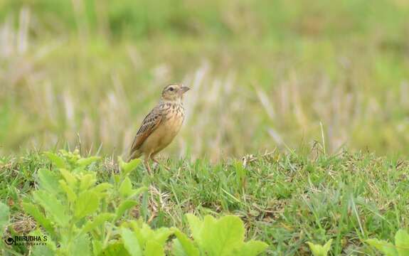 Image of Bengal Bush Lark