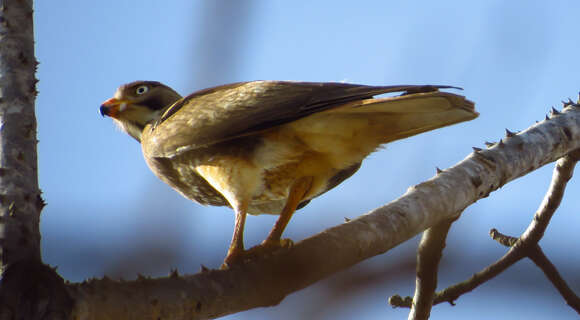 Image of White-eyed Buzzard