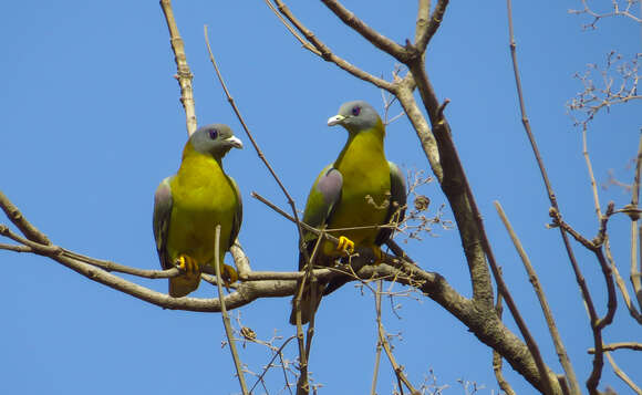 Слика од Treron phoenicopterus (Latham 1790)