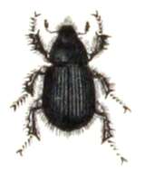 Imagem de Aegialia arenaria (Fabricius 1787)