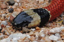 Image of West Mexican Coral Snake