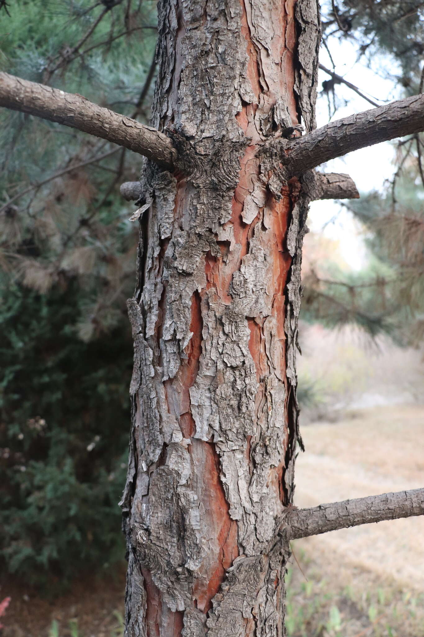 Imagem de Pinus tabuliformis Carrière