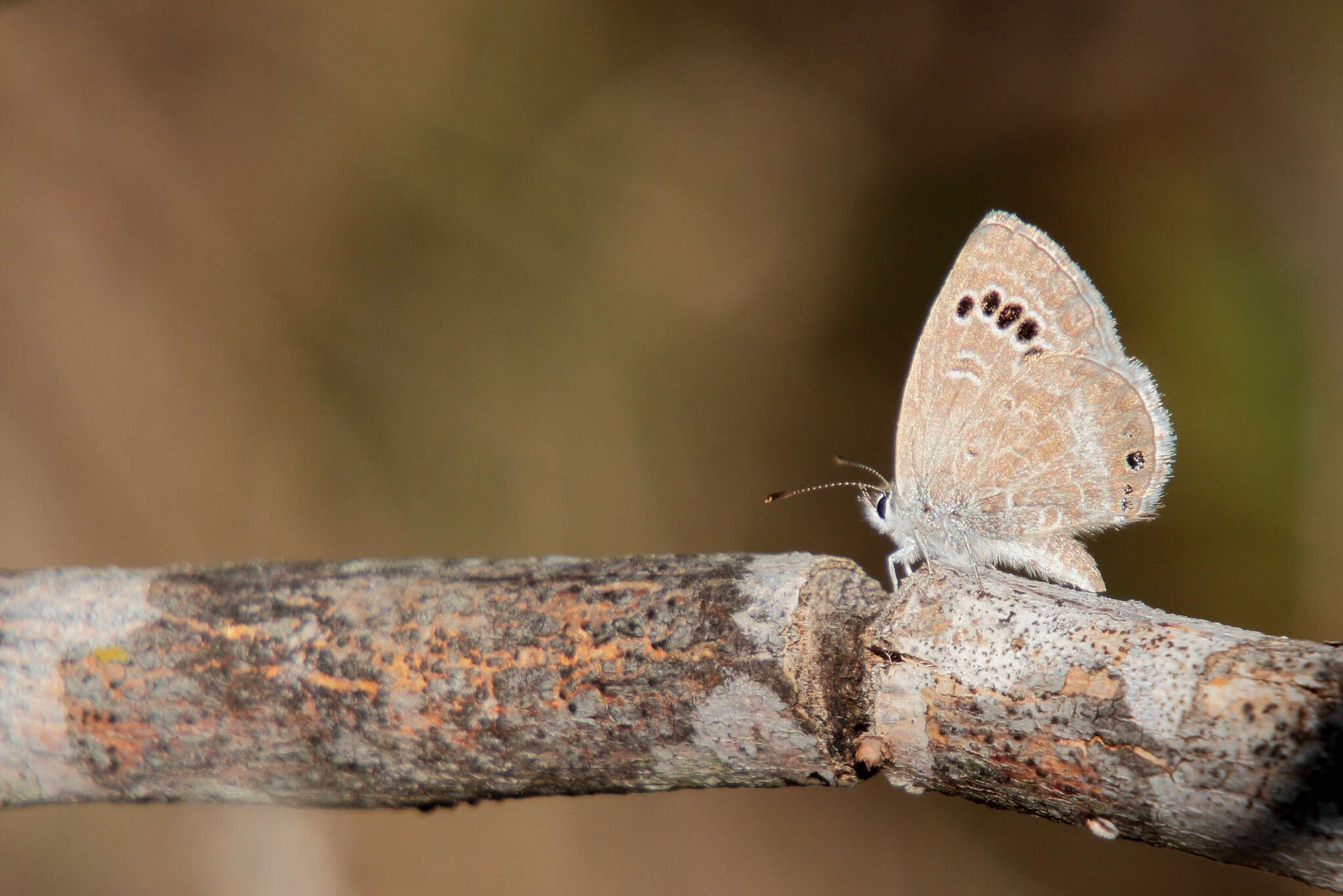 Sivun Echinargus kuva