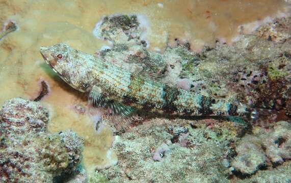 Image of Two-spot lizard fish