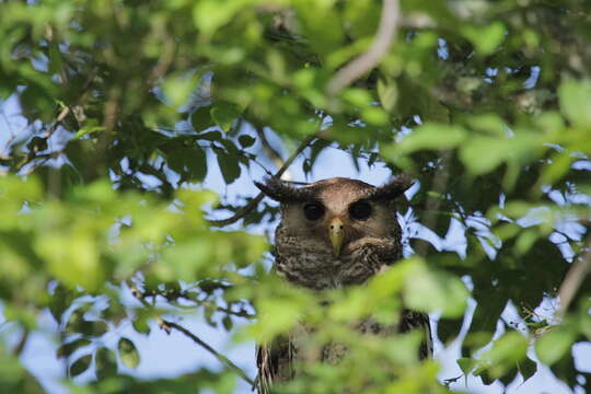 Image of Forest Eagle-owl