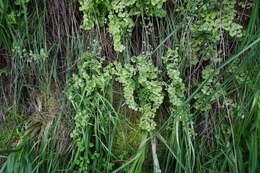 Adiantum chilense var. scabrum (Kaulf.) Hicken的圖片