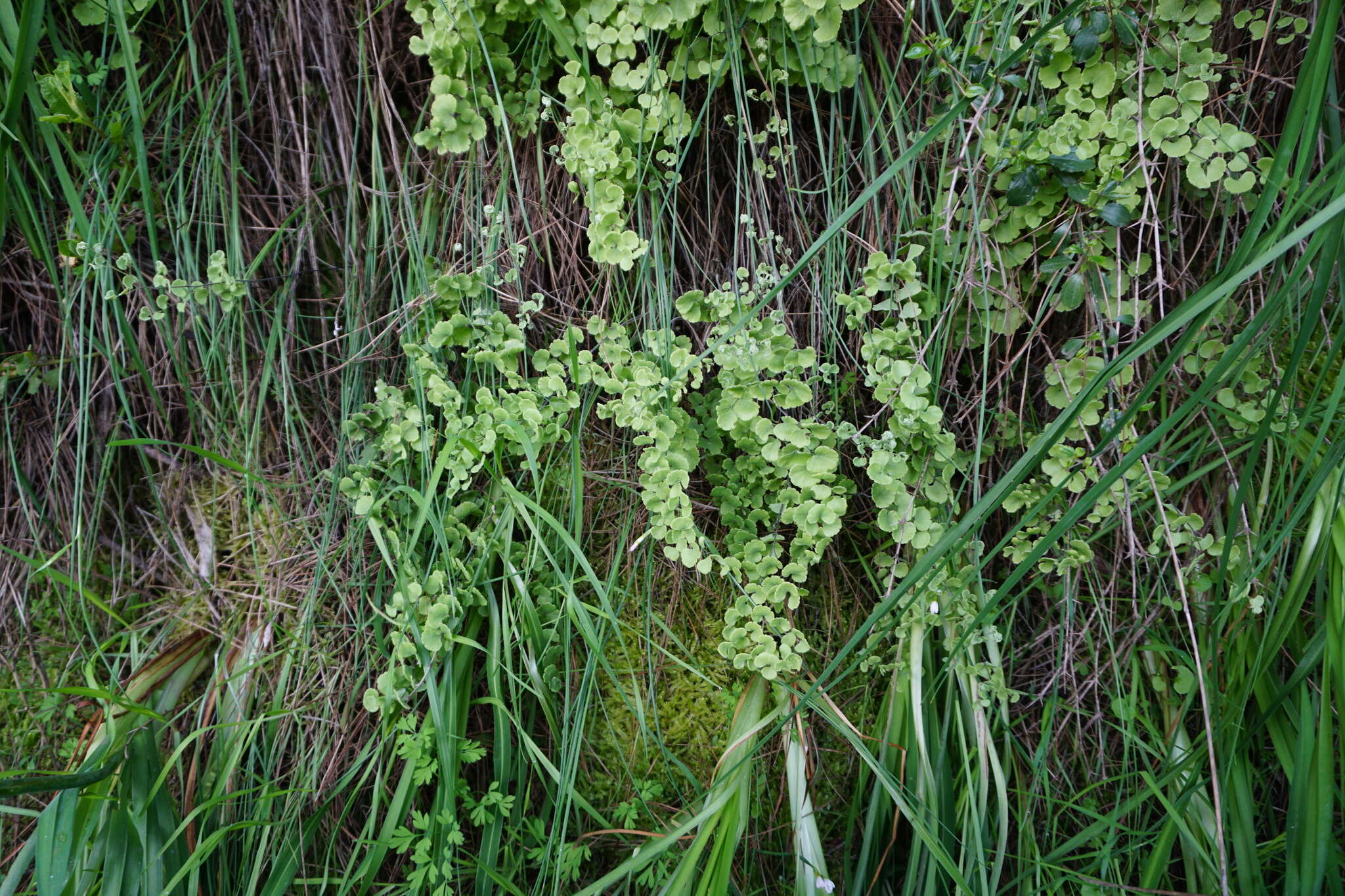 Adiantum chilense var. scabrum (Kaulf.) Hicken的圖片