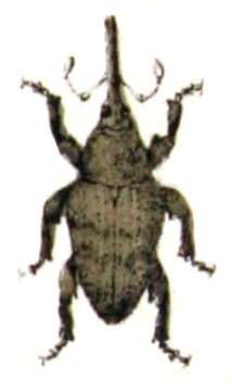 Imagem de Curculio nucum Linnaeus & C. 1758