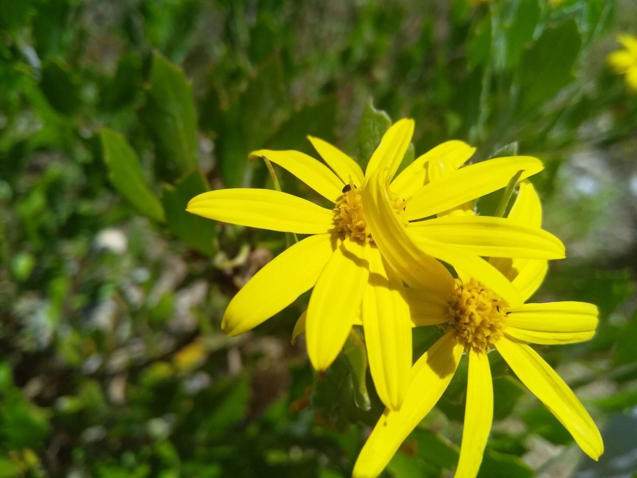 Image of Osteospermum moniliferum subsp. pisiferum (L.) J. C. Manning & Goldblatt