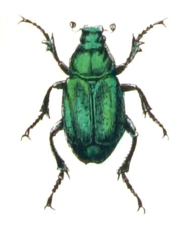 Image of Noble chafer