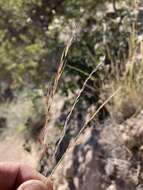 Image of New Mexico muhly