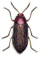 Image of Julodis onopordi (Fabricius 1787)