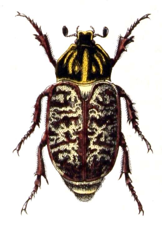 Image of Polyphylla fullo (Linnaeus 1758)